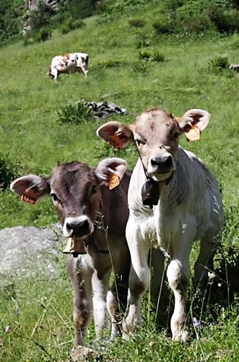 Mostra zootecnica mandamentale bovini di razza bruna della Valmalenco